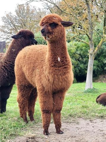 Alpaca's veulens te koop beschikbaar voor biedingen