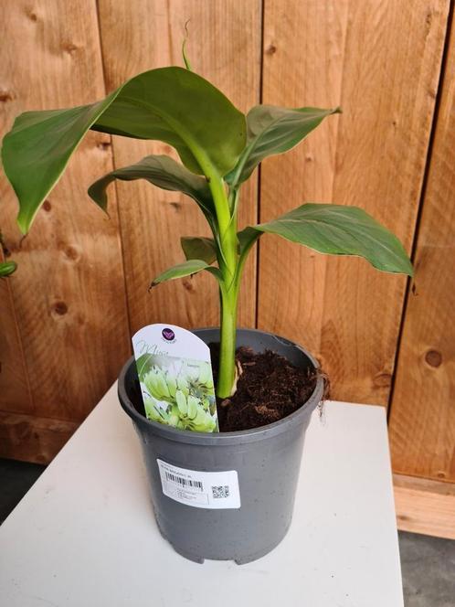Banaanplant - Musa basjoo, Tuin en Terras, Planten | Fruitbomen, Ophalen