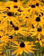 Gele zonnehoed, Tuin en Terras, Ophalen of Verzenden, Vaste plant