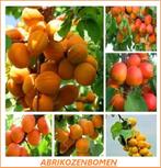 ABRIKOZEN-BOMEN : LAAGSTAM 17€, HALFSTAM 22€/STUK, Tuin en Terras, Planten | Tuinplanten, Volle zon, Vaste plant, Ophalen of Verzenden