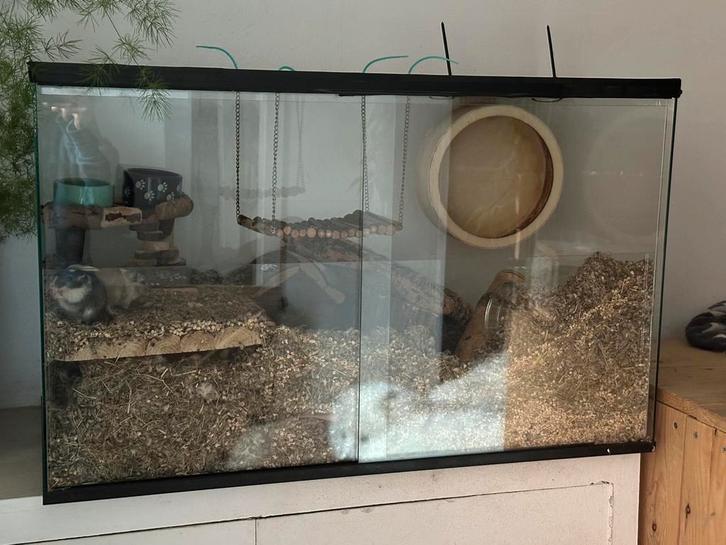 Gerbilarium met 2 gerbil jongens, Dieren en Toebehoren, Knaagdieren en Konijnen | Hokken en Kooien, Zo goed als nieuw, Hok, Ophalen