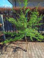 Meidoorn GRATIS, Jardin & Terrasse, Plantes | Arbres, Enlèvement, 100 à 250 cm, Arbre à bulbes
