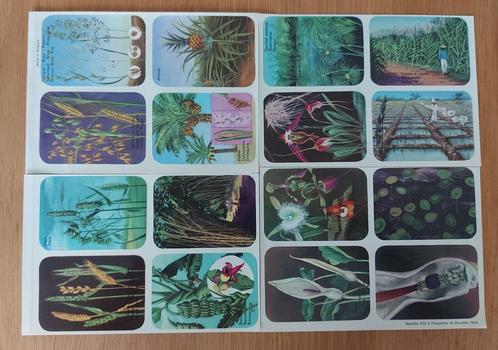 16 prenten staalgravures 1958 Eenzaadlobbigen, Verzamelen, Foto's en Prenten, Zo goed als nieuw, Prent, Natuur, 1940 tot 1960