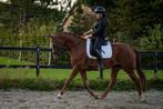 Talentvolle 6-jr werkwillige merrie | dressuurpaard | BWP, Merrie, B, Gechipt, Dressuurpaard
