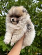 Prachtige mini pomeriaan pups (bear face ), Dieren en Toebehoren, Honden | Poolhonden, Keeshonden en Oertypen, België, Particulier