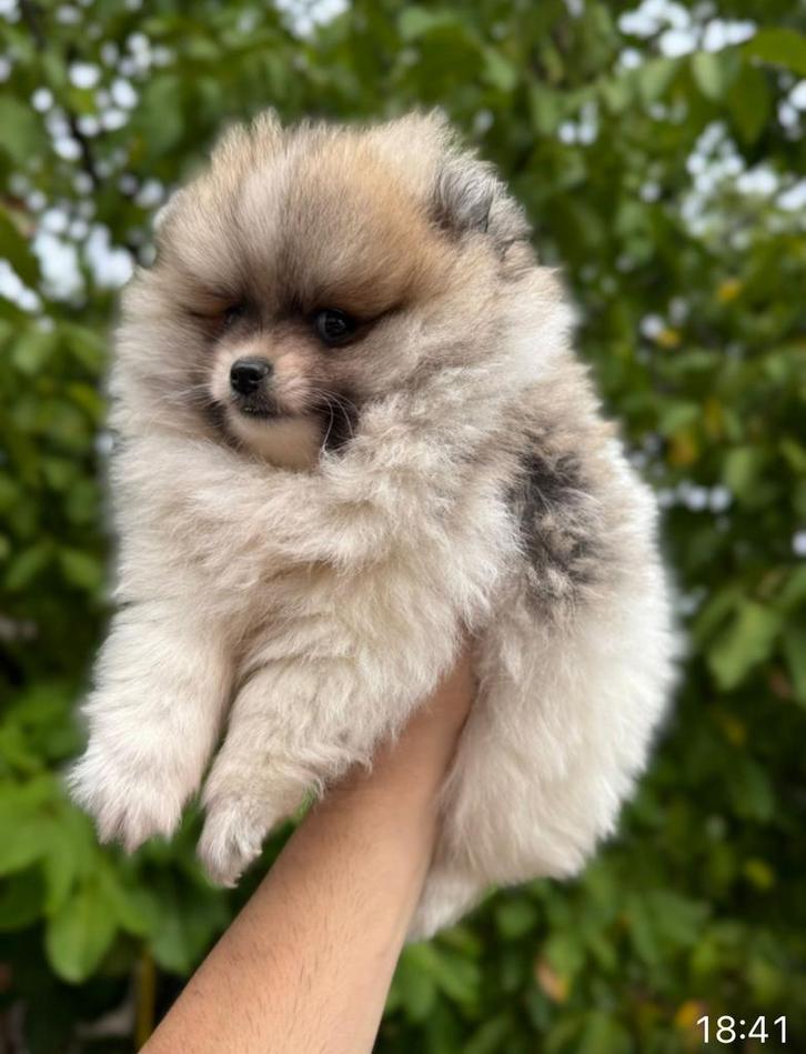 Prachtige mini pomeriaan pups (bear face ), Dieren en Toebehoren, Honden | Poolhonden, Keeshonden en Oertypen, Meerdere dieren