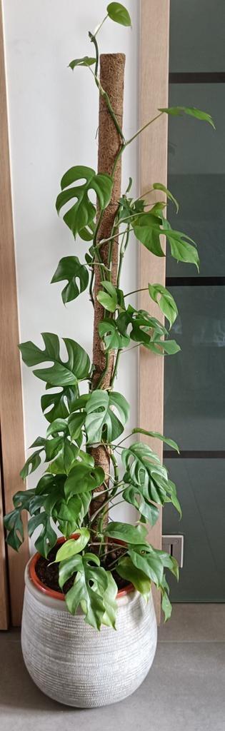 Rhaphidophora tetrasperma stekjes, Huis en Inrichting, Kamerplanten, Overige soorten, Minder dan 100 cm, Bloeiende kamerplant