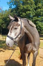 E pony, 4 jaar dragend van Kantje's Ronaldo, Moins de 160 cm, Vermifugé, Non dressé, Cheval de saut