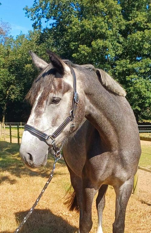 E pony, 4 jaar dragend van Kantje's Ronaldo, Animaux & Accessoires, Chevaux, Jument, Non dressé, Moins de 160 cm, 3 à 6 ans, Cheval de saut