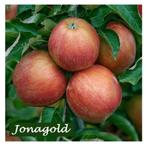HALFSTAM APPELBOMEN: oa ELSTAR, JAMES GRIEVE, COX,... 22€/st, Tuin en Terras, Planten | Tuinplanten, Ophalen, Lente, Vaste plant