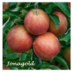 HALFSTAM APPELBOMEN: oa ELSTAR, JAMES GRIEVE, COX,... 22€/st, Ophalen, Lente, Vaste plant, Fruitplanten