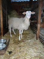 Mooie ram ( 1 jaar )