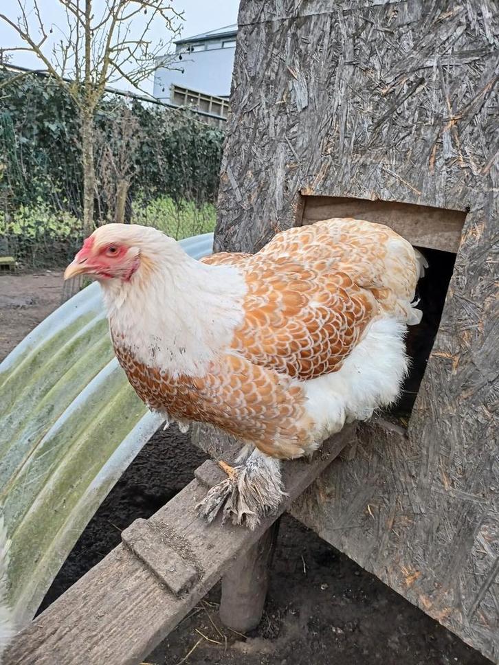 Broedeieren van brahma goud- wit gezoomd., Animaux & Accessoires, Volatiles