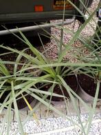 cordelyn, Tuin en Terras, Planten | Tuinplanten, Ophalen