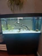 Aquarium juwel 180l complet, Enlèvement, Comme neuf, Aquarium d'eau douce rempli