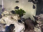 The convict cichlid fish - (Amatitlania nigrofasciata), Vis, Zoetwatervis