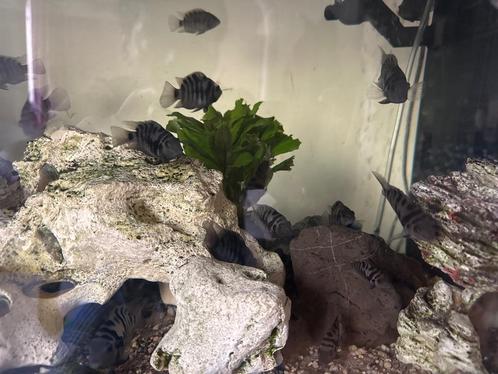The convict cichlid fish - (Amatitlania nigrofasciata), Dieren en Toebehoren, Vissen | Aquariumvissen, Zoetwatervis, Vis