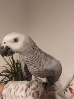 Gabonese grijs 11 weken getemd, Dieren en Toebehoren