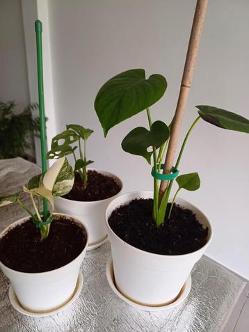Planten te koop (set van 3 monstera) beschikbaar voor biedingen