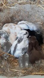 Baby konijntjes te reserveren, Dieren en Toebehoren, Konijnen, Geslacht onbekend, Klein, Hangoor, 0 tot 2 jaar