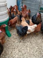 Les poules pondeuses de 22 semaines aujourd'hui achèteront d, Poule ou poulet, Femelle