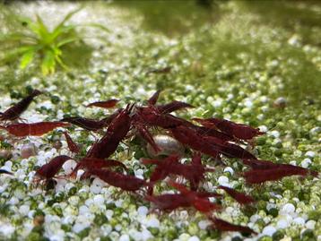 Bloody mary garnalen aquarium beschikbaar voor biedingen