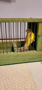 mosambique sijs man, Dieren en Toebehoren, Vogels | Overige Vogels, Mannelijk, Wildzangvogel, Tam