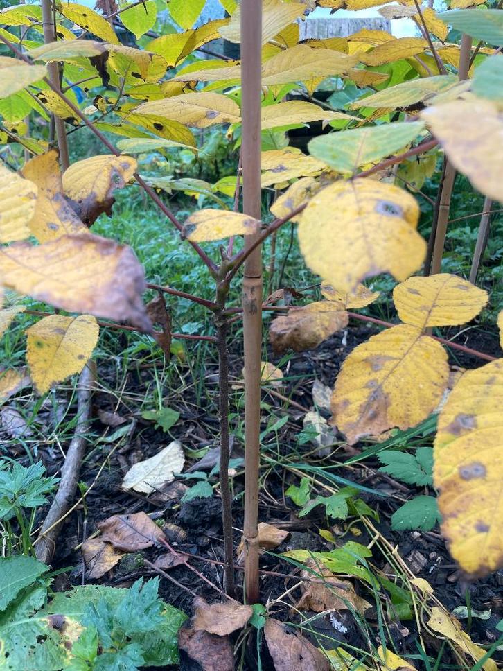 Zwarte okkernoot, Tuin en Terras, Planten | Bomen, Ophalen