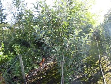 Fruitbomen beschikbaar voor biedingen