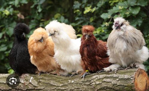 Ik broed uw kippen of eenden uit, Dieren en Toebehoren, Pluimvee, Kip, Meerdere dieren