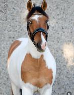 Unieke kruising Fjord x Paint, Dieren en Toebehoren, Paarden, Ruin, L