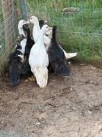 Jonge Barberies, Dieren en Toebehoren, Pluimvee