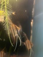 Mooie maanvissen, Dieren en Toebehoren, Vissen | Aquariumvissen, Vis, Zoetwatervis