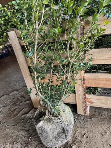 Osmanthus burk woodi beschikbaar voor biedingen