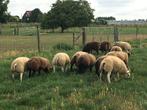 Witte, blauwe en dassenkop texelaar ramlammeren te koop, Dieren en Toebehoren, Schapen, Geiten en Varkens, Schaap