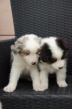 Border collie puppies geboren op boerderij, Parvo, België, Particulier, 8 tot 15 weken