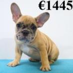 Bouledogue Français (mâle) chiot à vendre, Animaux & Accessoires, Chiens | Chihuahuas & Chiens de compagnie, 15 semaines à 1 an