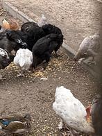 Marans hennen, Dieren en Toebehoren, Pluimvee, Vrouwelijk, Kip