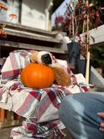 Cavia, Dieren en Toebehoren, Knaagdieren, Cavia, Vrouwelijk, Mei, Tam