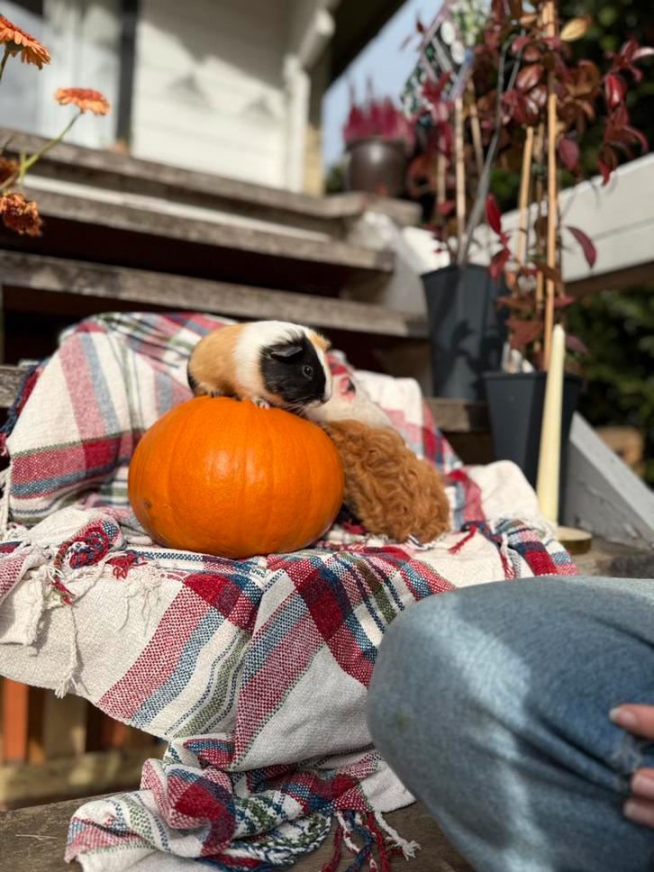 Cavia, Dieren en Toebehoren, Knaagdieren, Vrouwelijk, Cavia, Mei, Tam