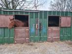 20" containerstal, Stalling, 2 of 3 paarden of pony's