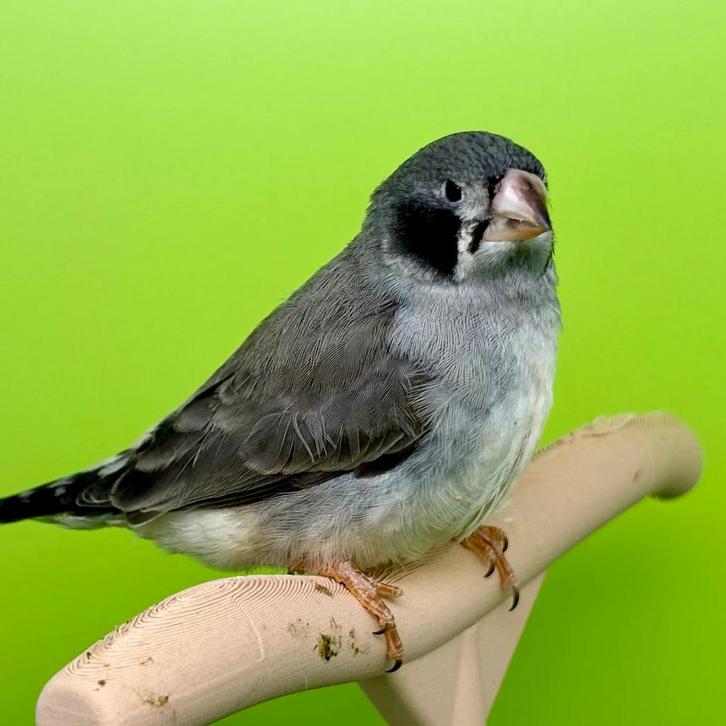 Mandarijn, Dieren en Toebehoren, Vogels | Overige Vogels