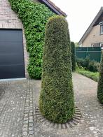 Taxus kegel, Tuin en Terras, Ophalen, Taxus