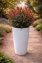 Photinia Red Robin bol, Enlèvement