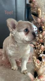 France buldog, Hépatite contagieuse (maladie de Rubarth), Chienne, Belgique, 8 à 15 semaines