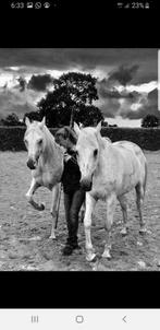 Allerbeste thuis gezocht voor paardenduo, Enlèvement ou Envoi, Comme neuf