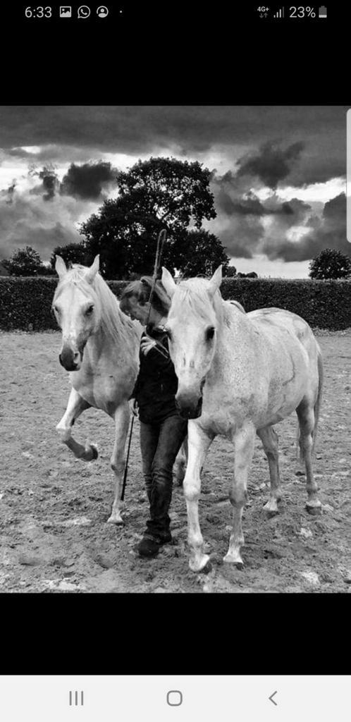 Allerbeste thuis gezocht voor paardenduo, Animaux & Accessoires, Chevaux & Poneys | Produits de soin, Comme neuf, Enlèvement ou Envoi