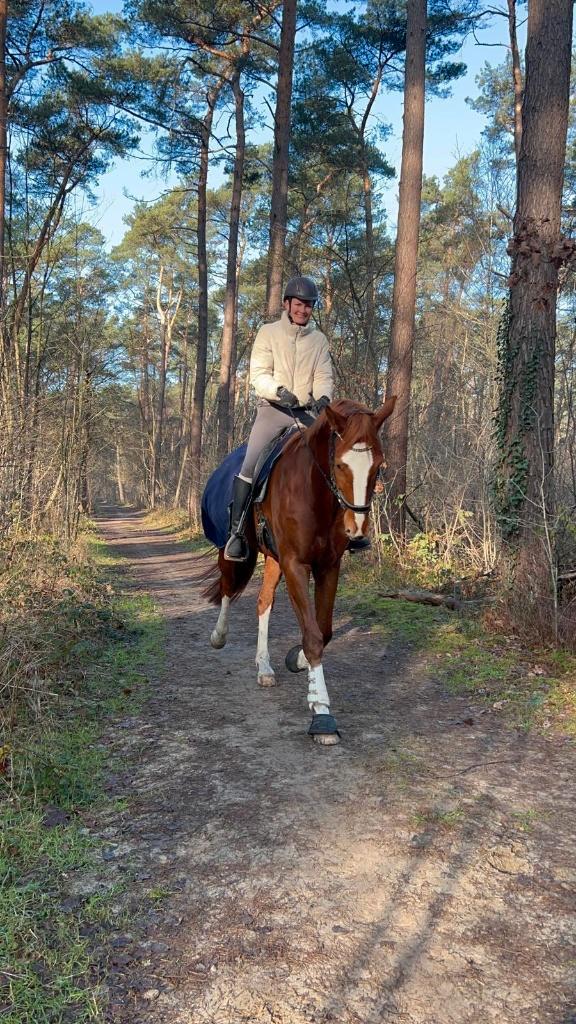 Grote kwpn ruin fürst jazz x san remo, Animaux & Accessoires, Chevaux, Hongre, Ne s'applique pas, 175 cm ou plus, 3 à 6 ans, Cheval de dressage
