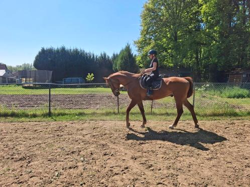 5 jarige bwp ruin, Dieren en Toebehoren, Paarden, Ruin, Zadelmak