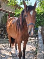 Verzorgpaard PRE ruin, Minder dan 160 cm, Gechipt, Ruin, Dressuurpaard